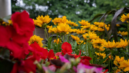 Flower yellow coreopsis summer nature garden plant flora botany bloom petal center background beautiful bright sunshine happiness blossom field