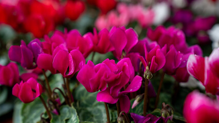 Cyclamen flower pink magenta nature garden plant flora botany bloom petal blossom background...