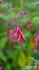 Fuchsia flower pink purple nature garden plant flora botany summer bloom hanging petal blossom background closeup beautiful elegant vibrant