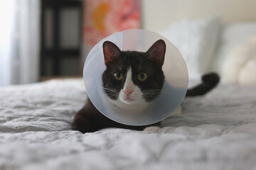 A beautiful cat is resting at home comfortably in a recovery cone, appearing so calm and adorable
