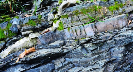 Moss and plants on a textured stone wall
