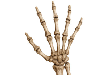 Halloween decoration Skeleton Hand Isolated on Transparent Background.