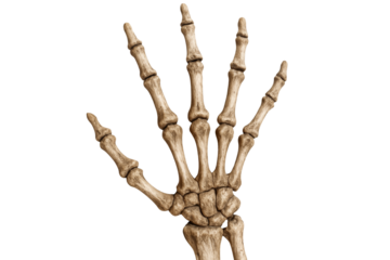 Halloween decoration Skeleton Hand Isolated on Transparent Background.