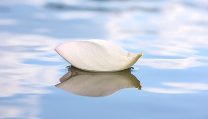 Lotus Petal Floating on Calm Water.