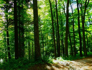 Green forest with big trees and sun rays shines with warmth nature background