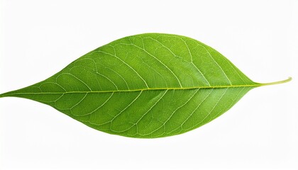 Obraz premium isolated leaf design on transparent background for creative use