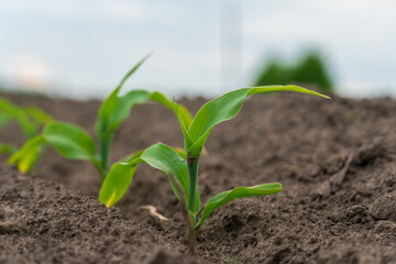 Corn seedlings grow in fertile soil during sunny weather on a farm in spring