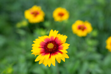 vibrant Gaillardia flower with yellow petals and a deep red center, set against a blurred backdrop.