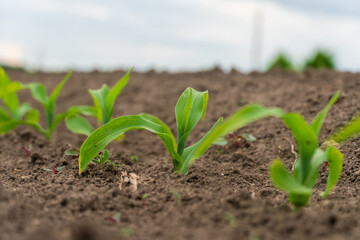 Corn seedlings thrive in fertile soil during early summer in a rural farmland setting