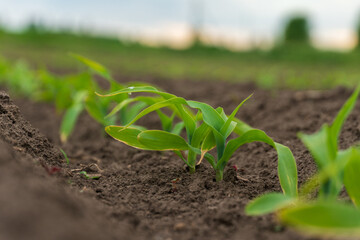 Green corn seedlings growing in fertile soil on a cloudy day in a rural field