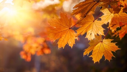autumnal maple leaves illuminated by sunlight