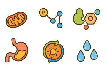 Metabolism Miniatures. Flat vector mini-illustrations metabolism in colors children's illustrations: mitochondria, ATP molecule,
