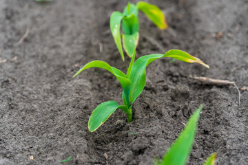 New corn plant sprouting in rich soil during spring in a rural field