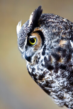 Dumbledore Carolina Raptor Center