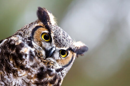 Dumbledore Carolina Raptor Center