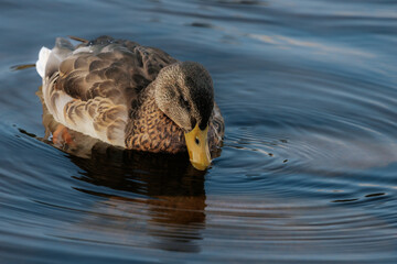 A close-up of a duck with detailed brown and golden feathers, floating peacefully on calm water.