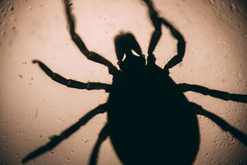 Silhouette of a tick under magnification, showing its round body and eight legs, highlighting its distinct arachnid shape in dramatic lighting.