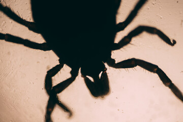 Silhouette of a tick under magnification, showing its round body and eight legs, highlighting its distinct arachnid shape in dramatic lighting.