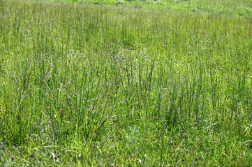 Field Grass