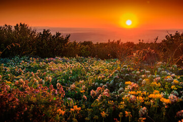 Fototapeta premium Sunrise from the top of Mount Alaric in the Aude. View from the top of a mountain in the South of France over the Occitanie plain.