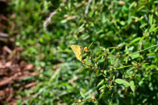 Yellow Butterfly - Powered by Adobe