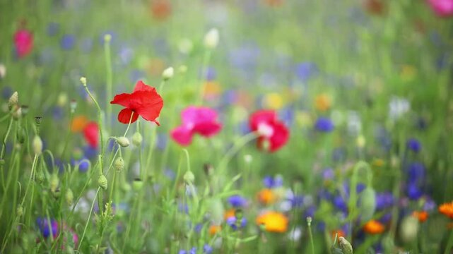 Bumblebee flying over blooming wildflowers in summer meadow