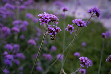 Purple flowers pollenated by a bee