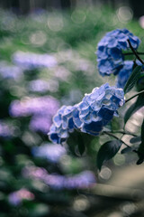 幻想的に咲く青あじさい