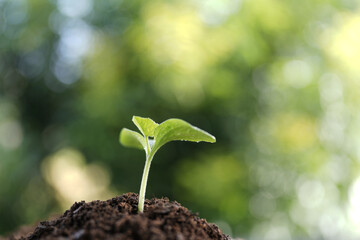 Closeup of vibrant pumpkin sprouts under soft morning light with blurred garden background
