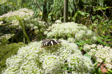 Spanische Flagge auf Wald-Engelwurz