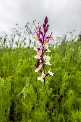 Marokkanisches Leinkraut Linaria maroccana)