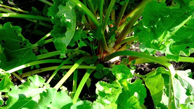Male farmer in light shirt harvesting rhubarb in garden bed. Farming, agriculture. Seasonal products. Нorizontal video