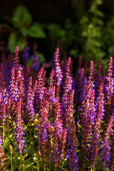 Bright blooming purple and pink salvia flowers in summer garden, natural floral background with wild meadow plants