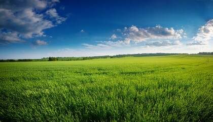 green field and blue sky