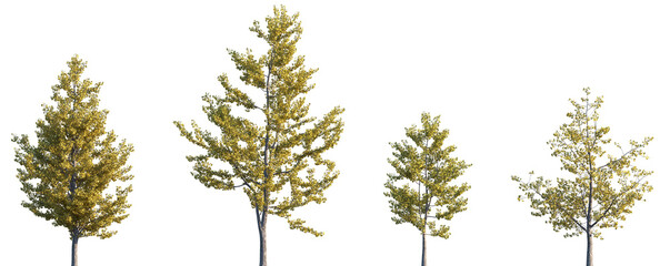 Set of 4 autumn Ginkgo biloba (commonly known as ginkgo, the maidenhair tree) trees isolated png on a transparent background perfectly cutout © Viktoria