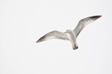 The Soaring Seagull