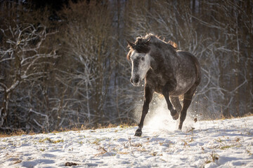 Spanisches Pferd galoppiert im Schnee