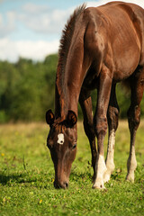 Fototapeta premium portrait of dark chestnut sportive foal grazing at pasture at sunny summer day.