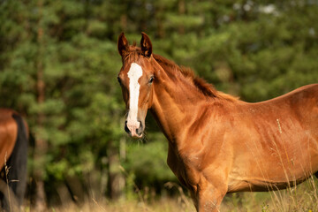 Fototapeta premium portrait of chestnut sportive foal grazing at pasture at sunny summer day. close up