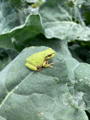 
 Small frog rests calmly upon broad leaf.