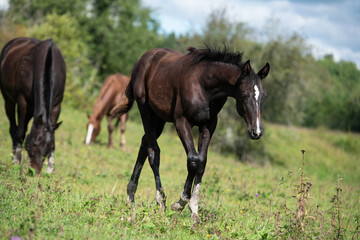 Fototapeta premium sportive black foal pwalking at pasture at cloudy summer day