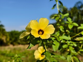 damiana flowers against a blue sky background