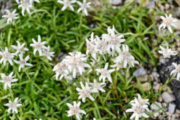 ウスユキソウ　Japanese edelweiss
