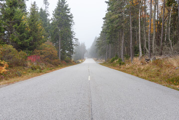 Fototapeta premium Deserted stretch of a coastal road lined with evergreen trees covered with morning fog rolled in from the ocean in autum