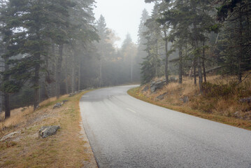 Fototapeta premium Deserted curvy forest road shrouded in fog in autumn