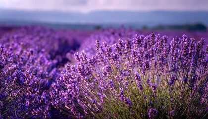 Obraz premium lavender flowers a study in pantone color 2022