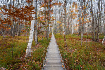Deserted straight boardwalk through a forest in autumn
