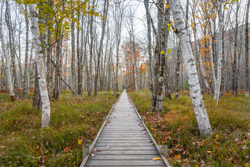 Deserted wooden boardwalk through a forest of bare trees at dusk in autumn. Acadia National Park, ME, USA.