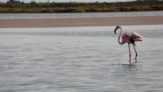 Flamingo (Phoenicopterus roseus) feeding in Delta del Ebro wetland, sustainable tourism in Catalonia, Spain, 4K video 