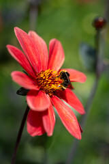 Black and yellow striped bee pollinating a red dahlia flower blooming in a summer garden, pollination of plants

